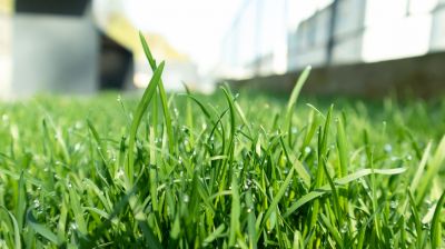 Organic Lawn Treatment Costs — Cost of Organic Lawn Treatment